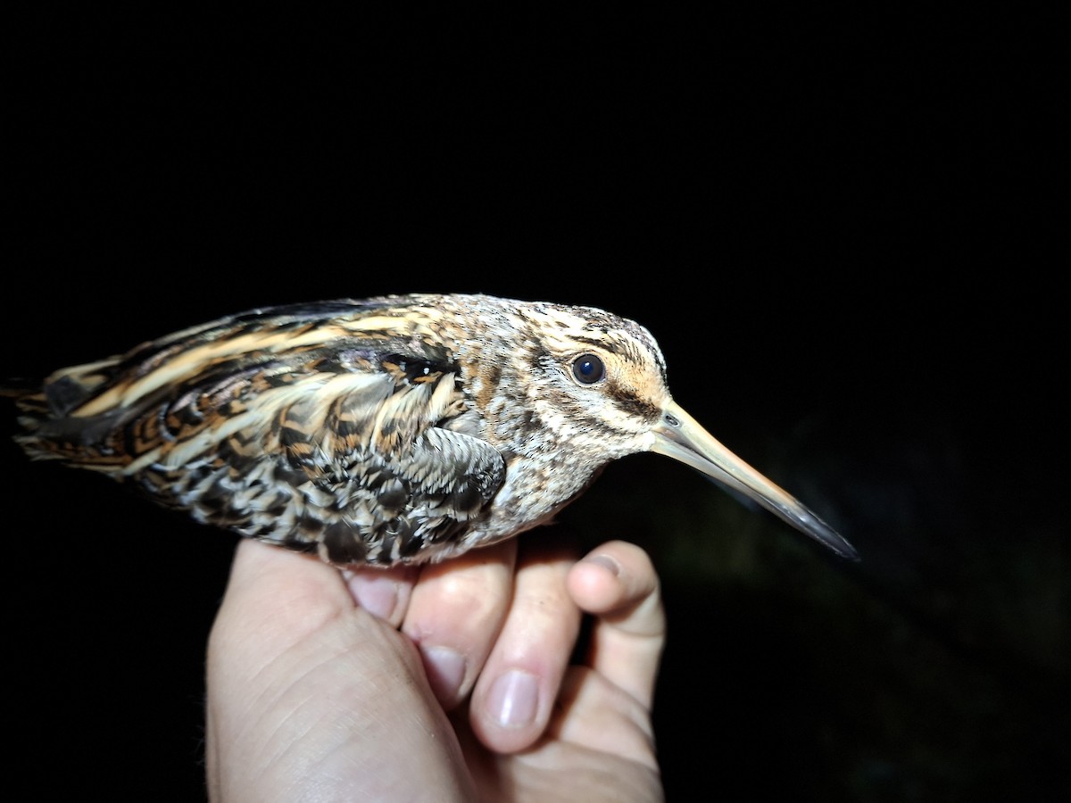 Jack Snipe - ML645279960