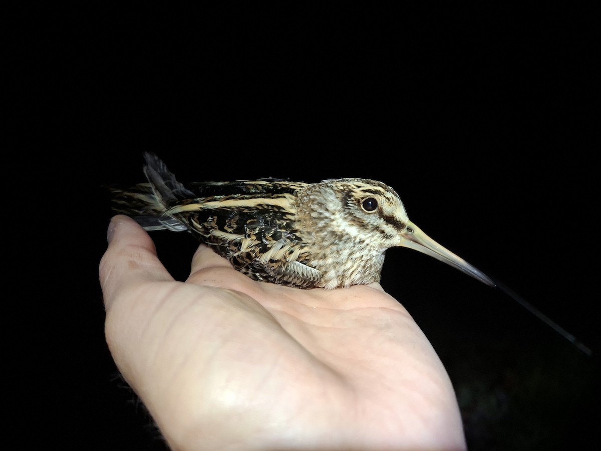 Jack Snipe - ML645279961