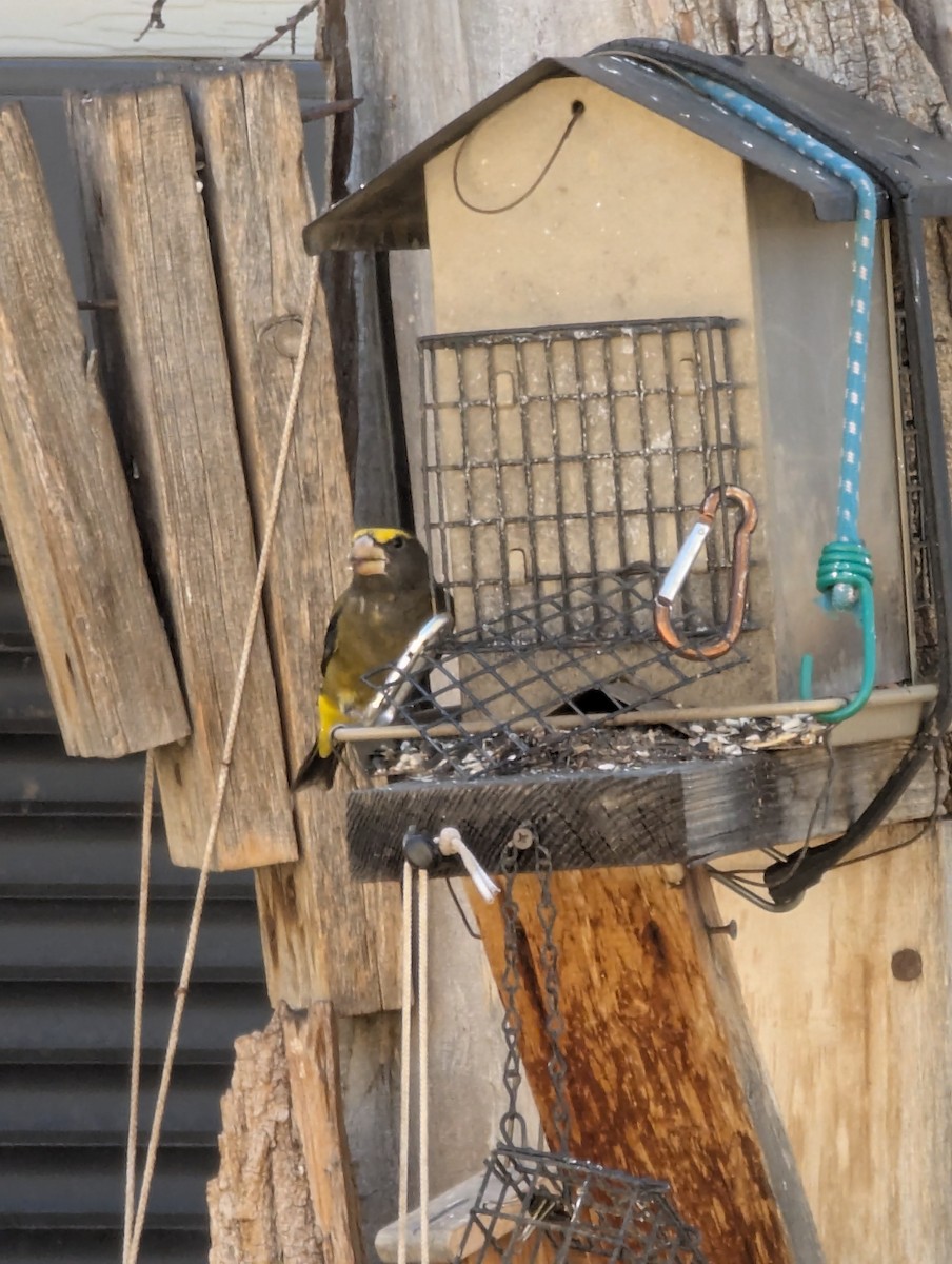 Evening Grosbeak - ML645279965