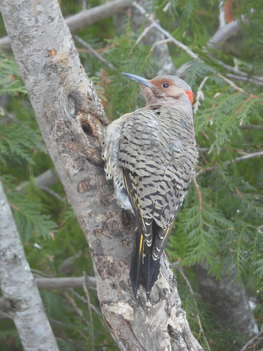 Northern Flicker - ML645279968