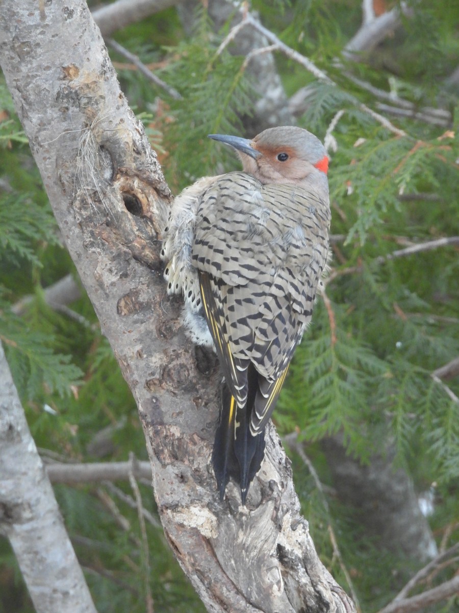 Northern Flicker - ML645279969