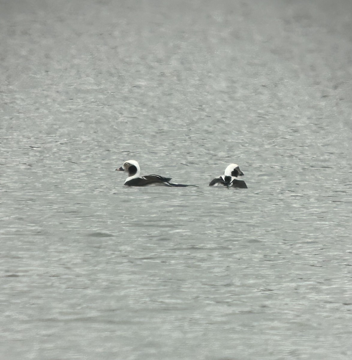 Long-tailed Duck - ML645279985