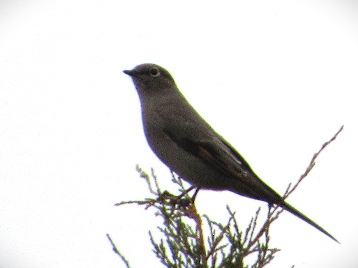 Townsend's Solitaire - ML645279992