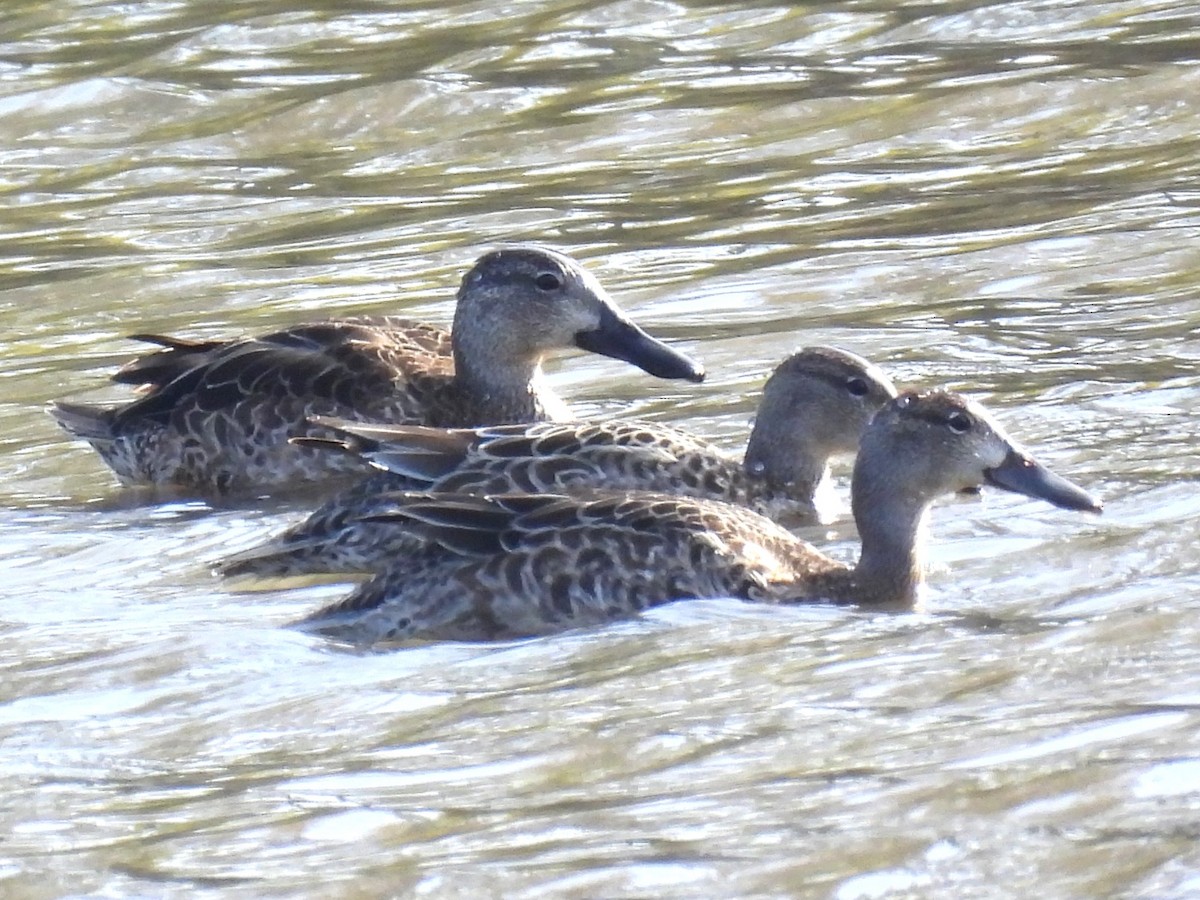 Blue-winged Teal - ML645280011