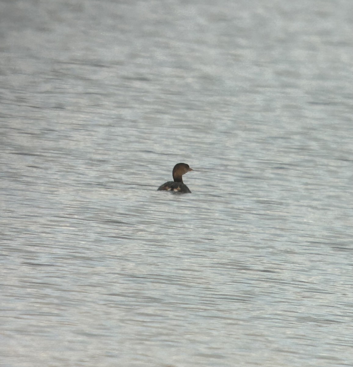 Pied-billed Grebe - ML645280019