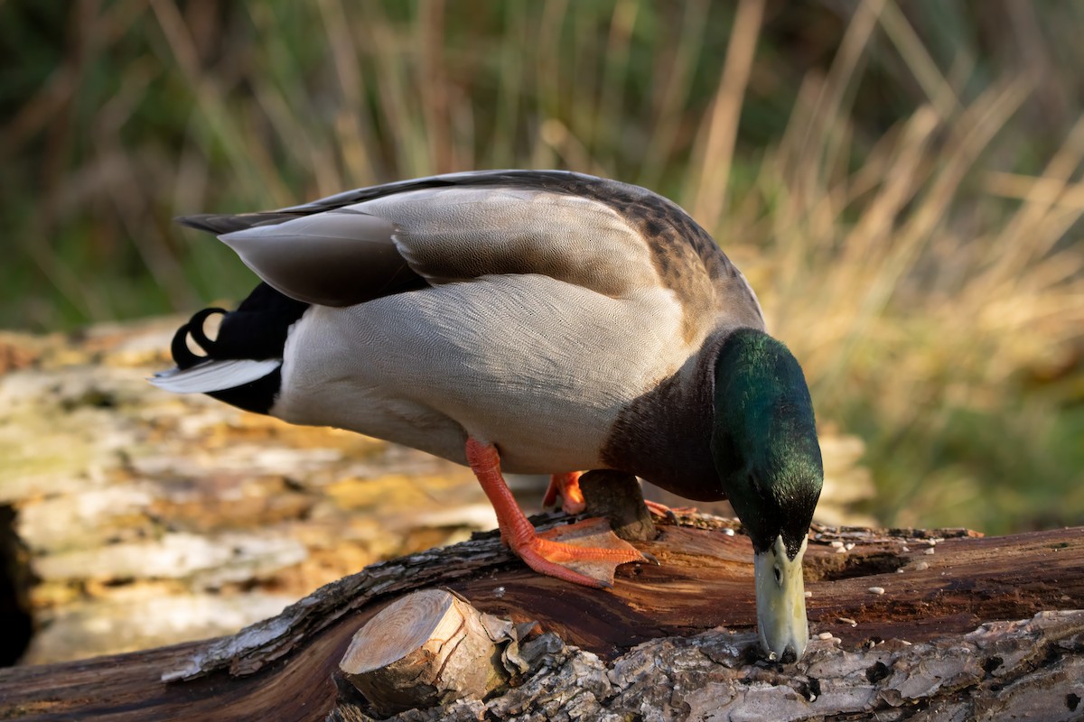 Кряква - ML645280020