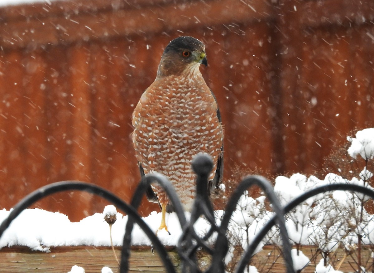 Cooper's Hawk - ML645280028