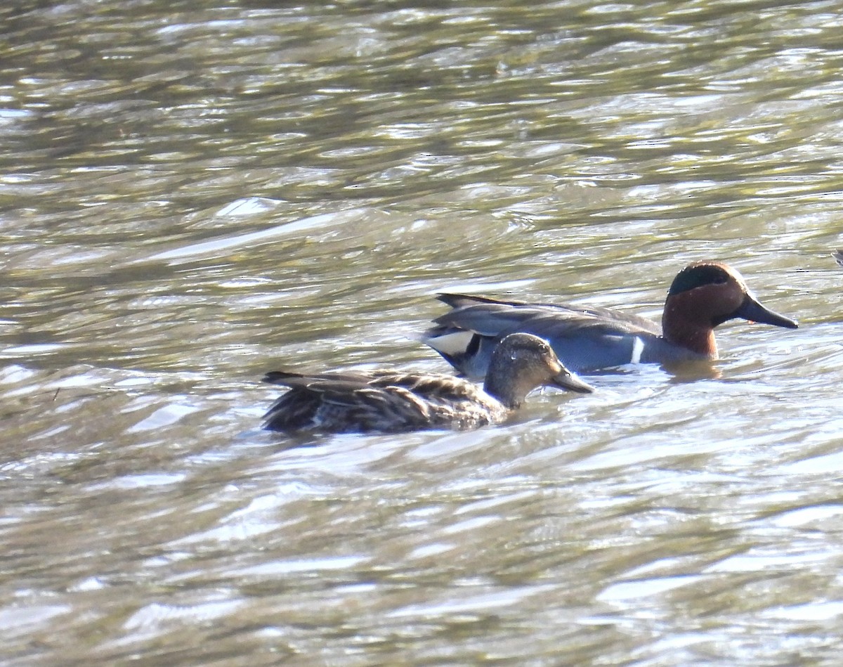 Green-winged Teal - ML645280029