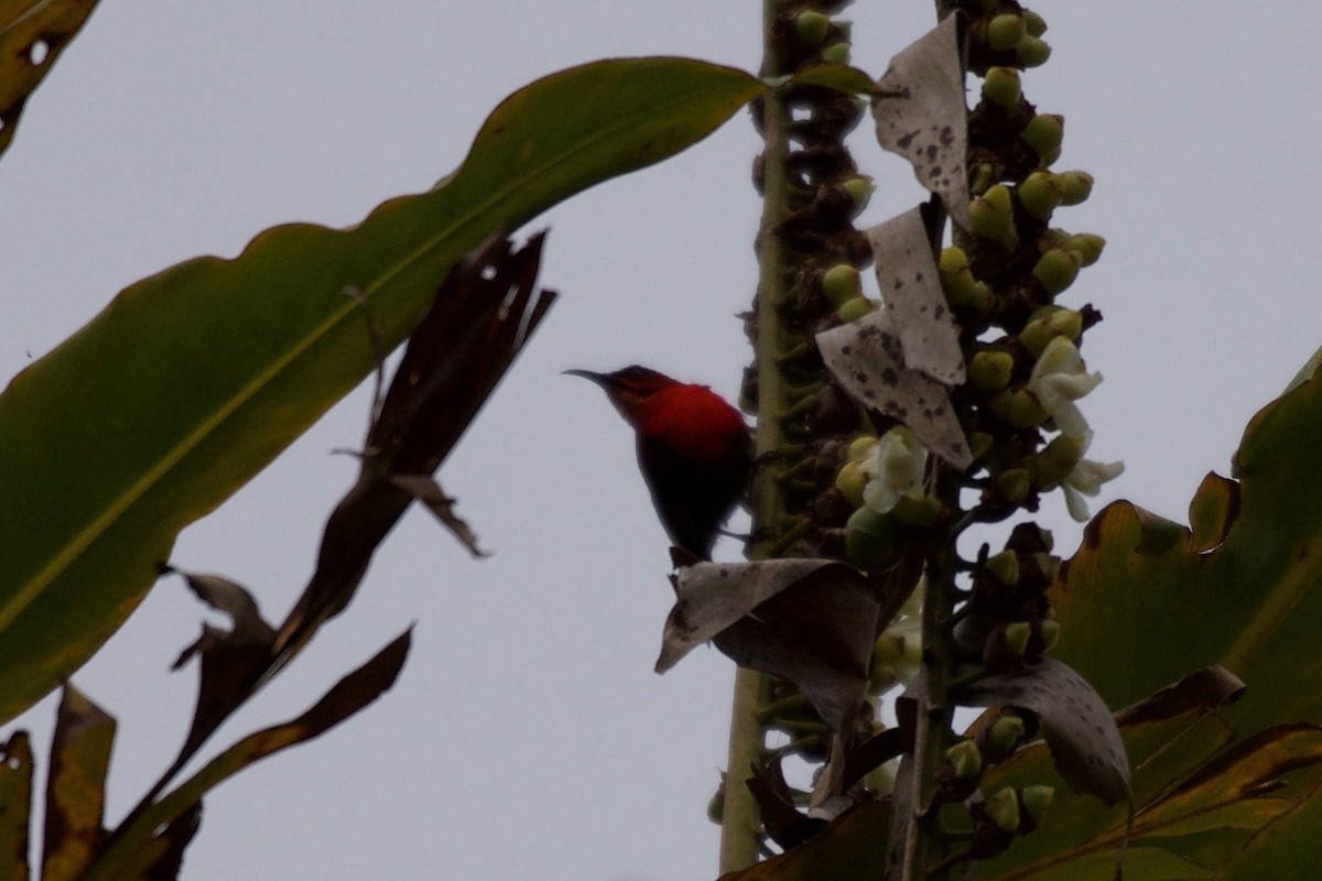 Crimson Sunbird - ML645280031