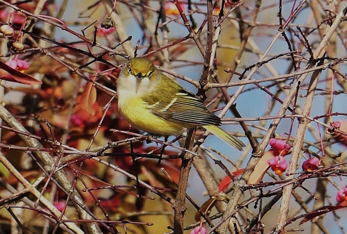 White-eyed Vireo - ML645280041