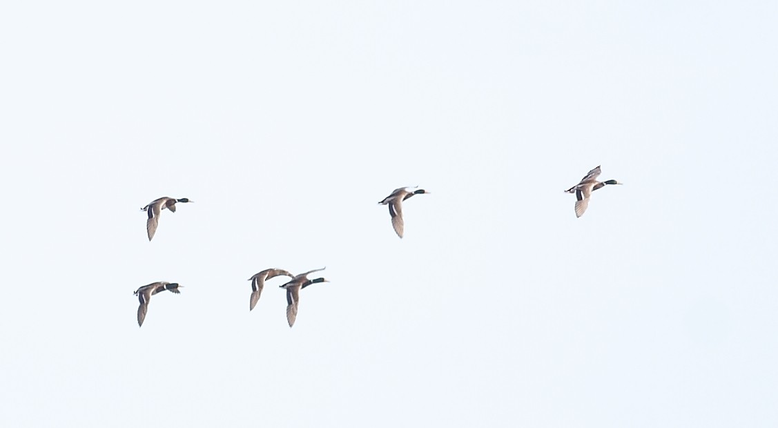 Кряква - ML645280043