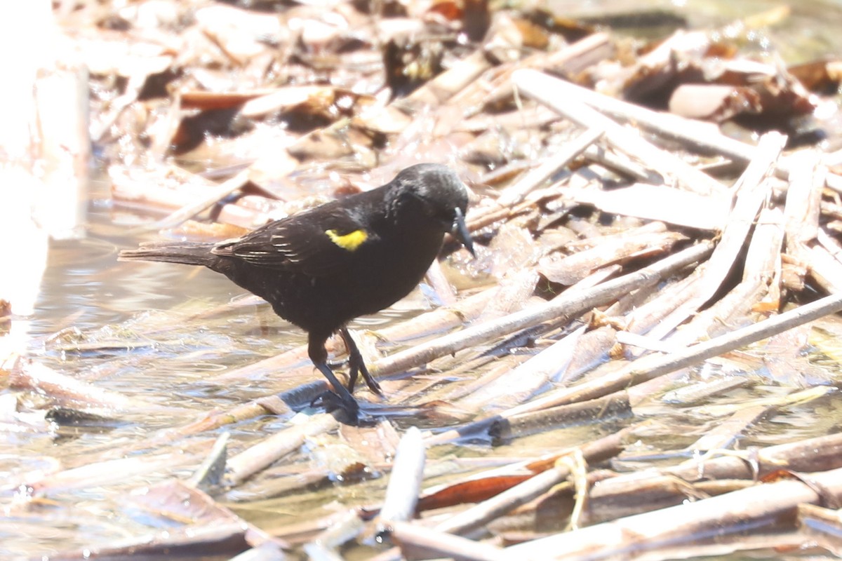 Varillero Aliamarillo - ML645280049