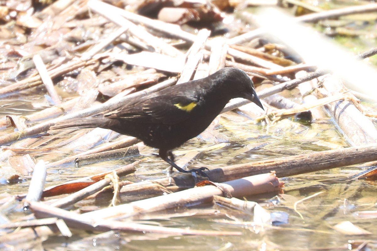 Varillero Aliamarillo - ML645280050