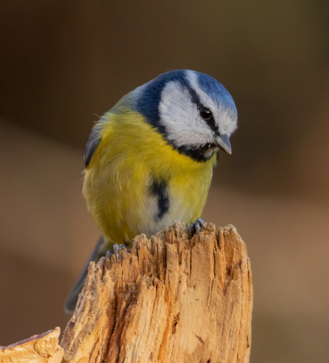 Herrerillo Común - ML645280053