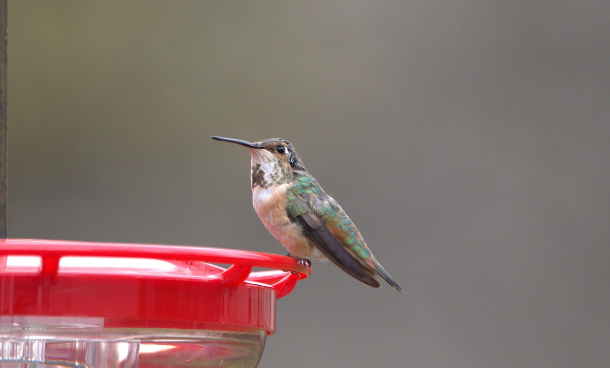 kalypta rezavolesklá - ML645280056