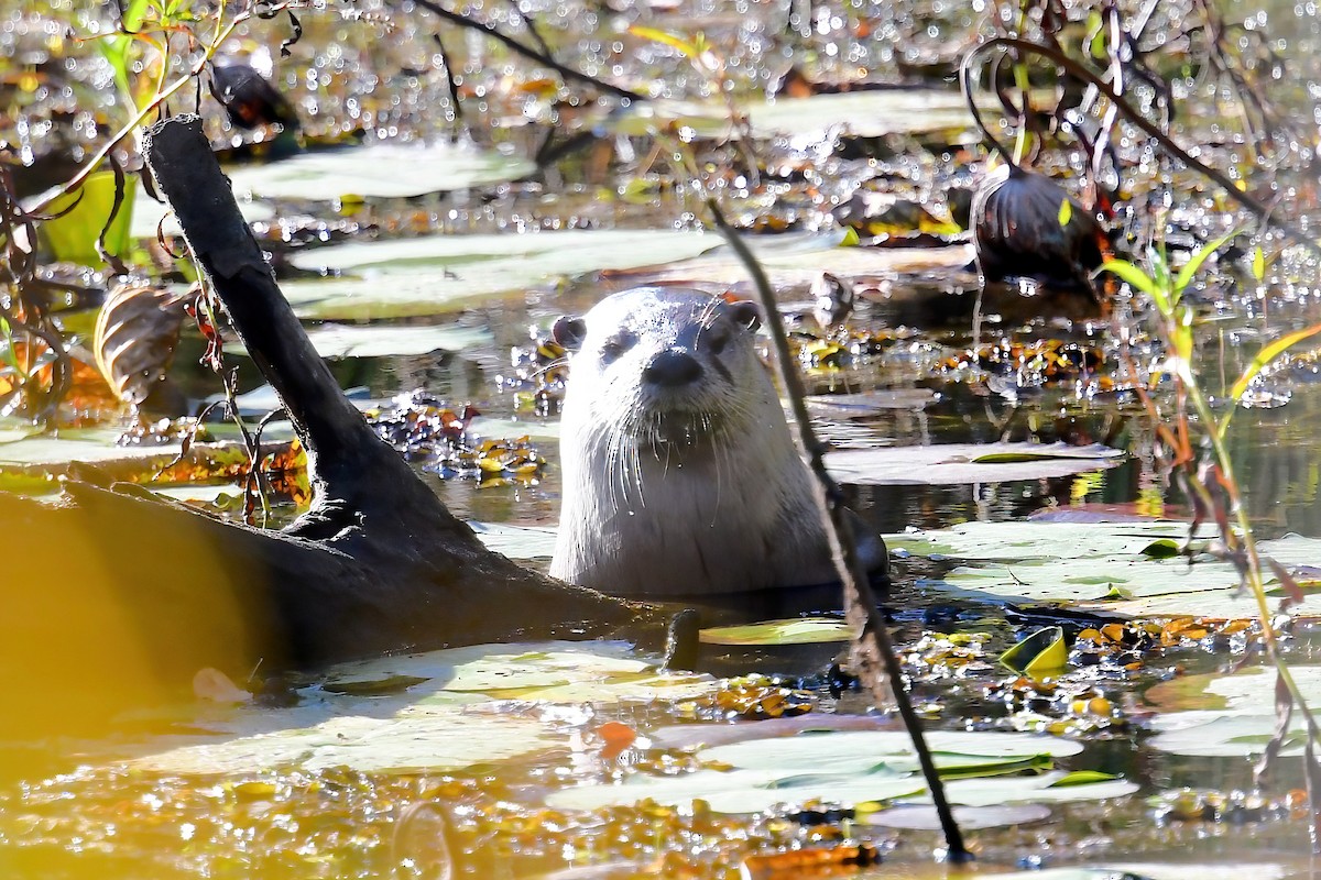 北美水獺 - ML645280058