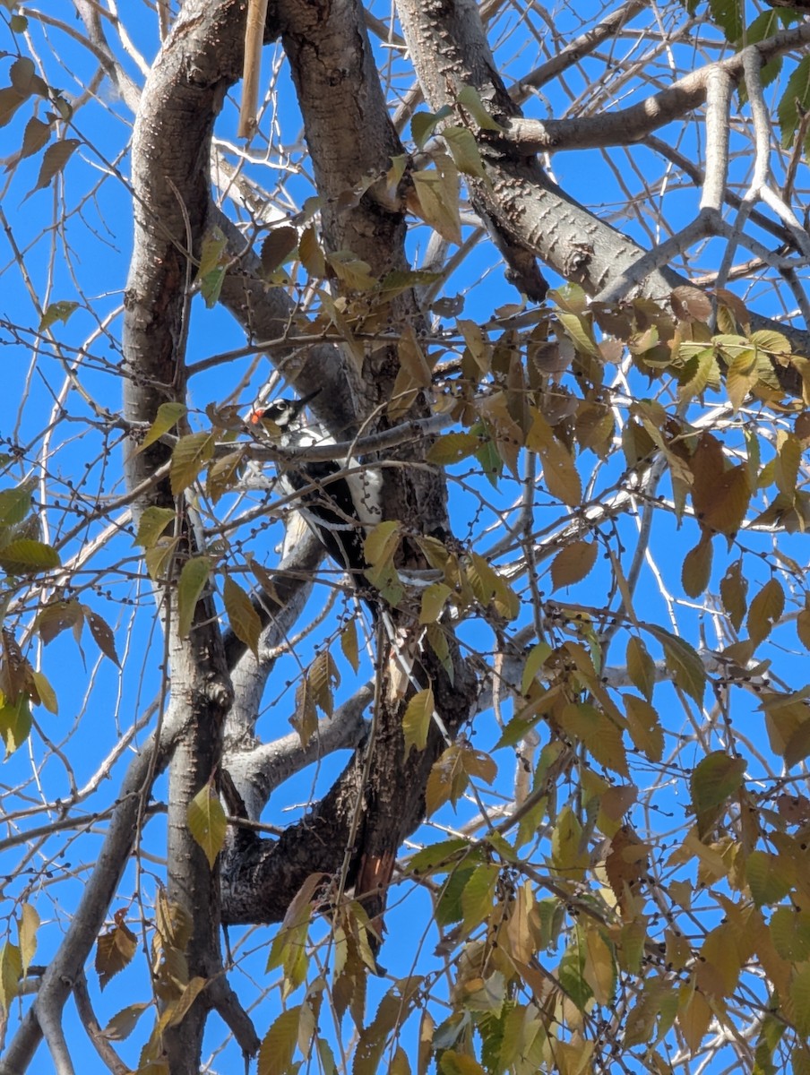 Hairy Woodpecker - ML645280075