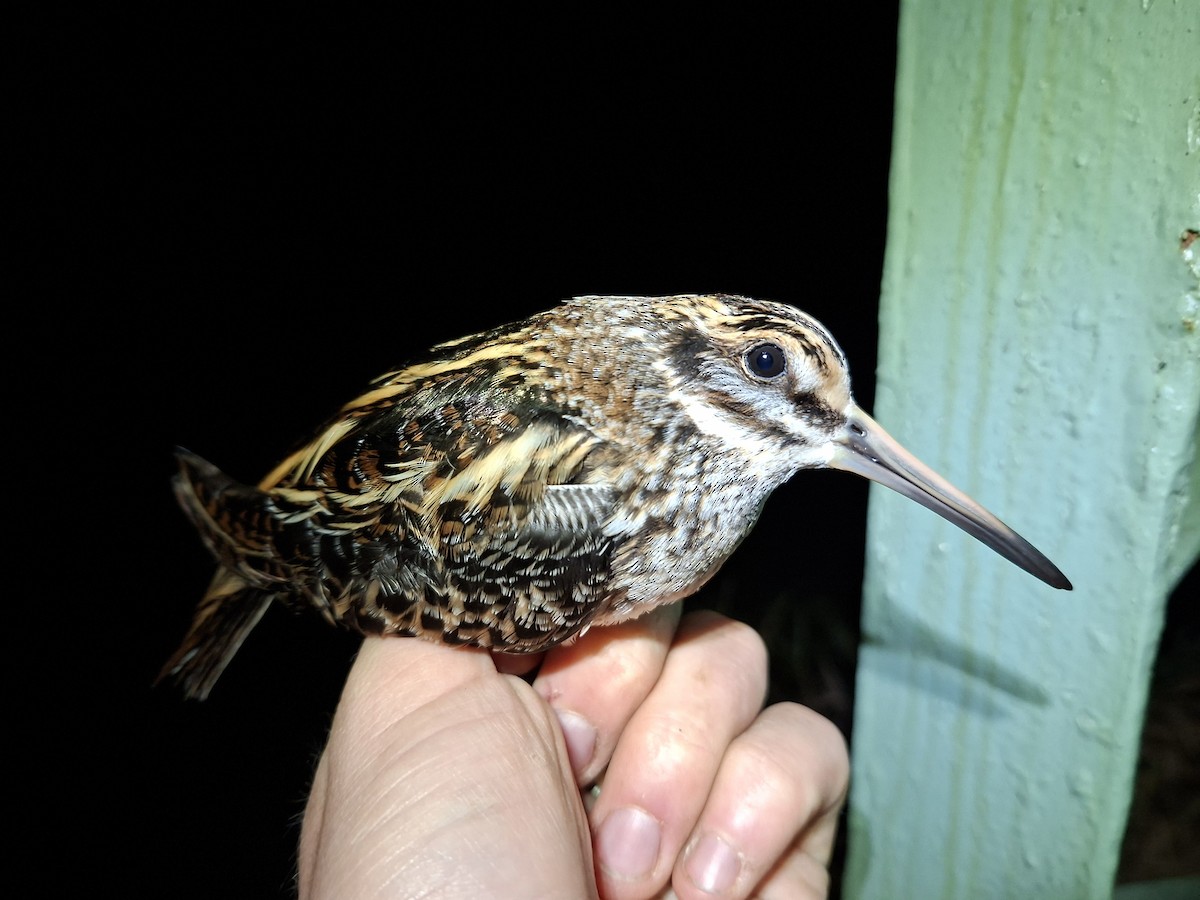 Jack Snipe - ML645280085