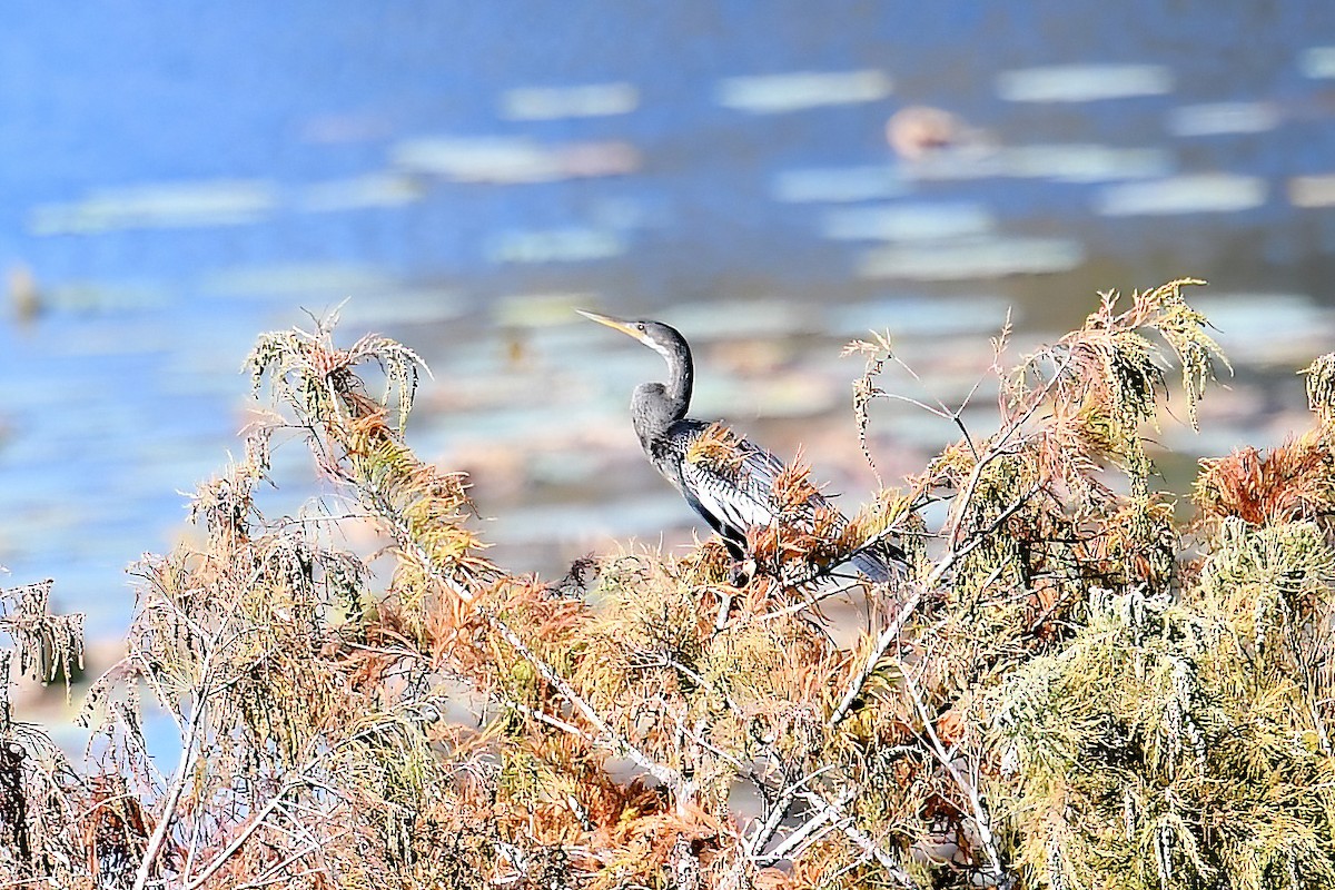 Anhinga - ML645280092