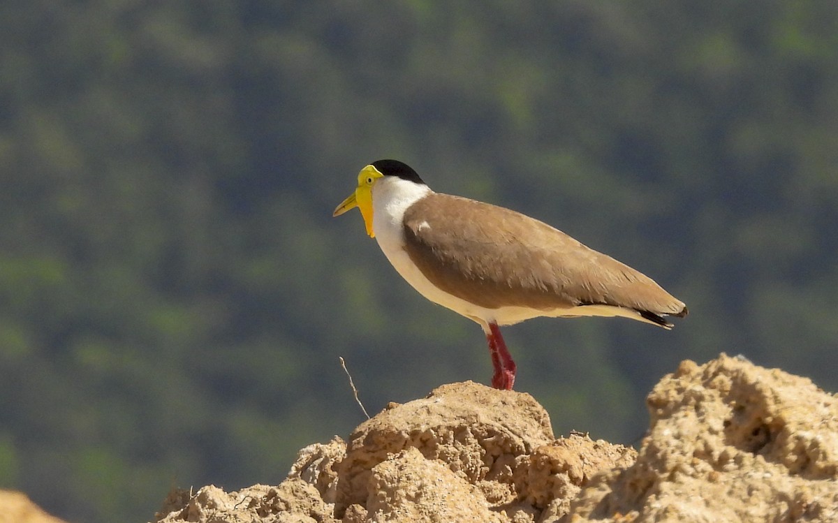 Hegabera maskaraduna - ML645280097