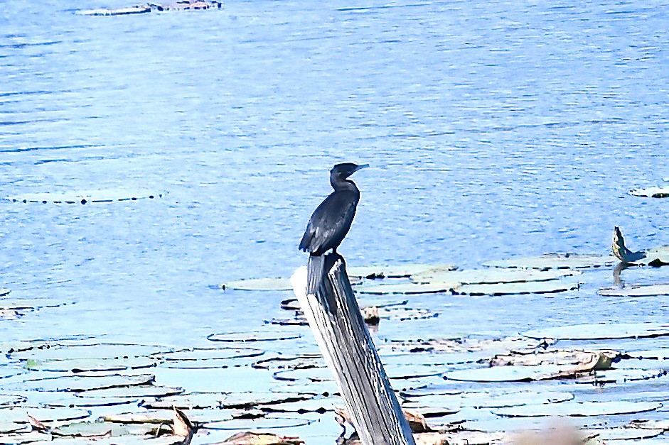 Neotropic Cormorant - ML645280103