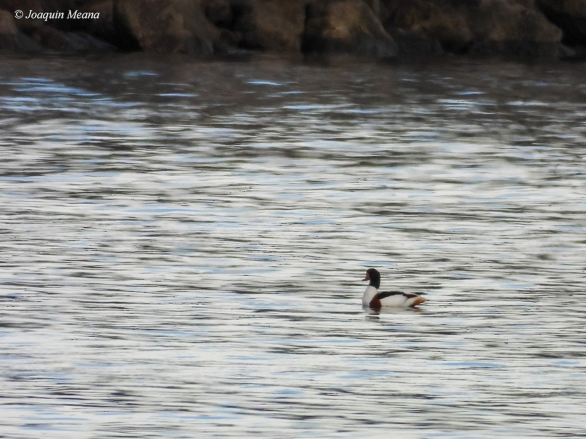 Common Shelduck - ML645280112