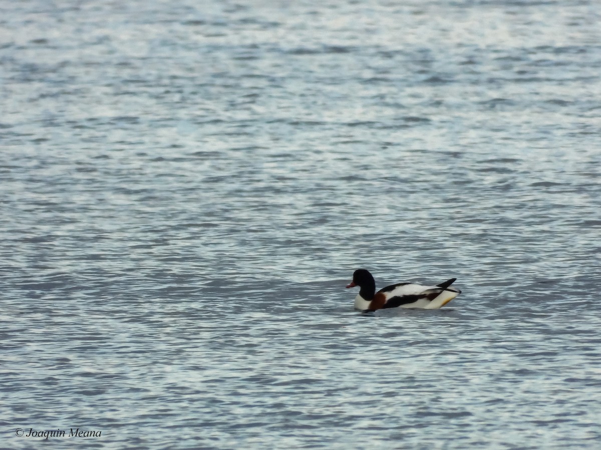 Common Shelduck - ML645280126