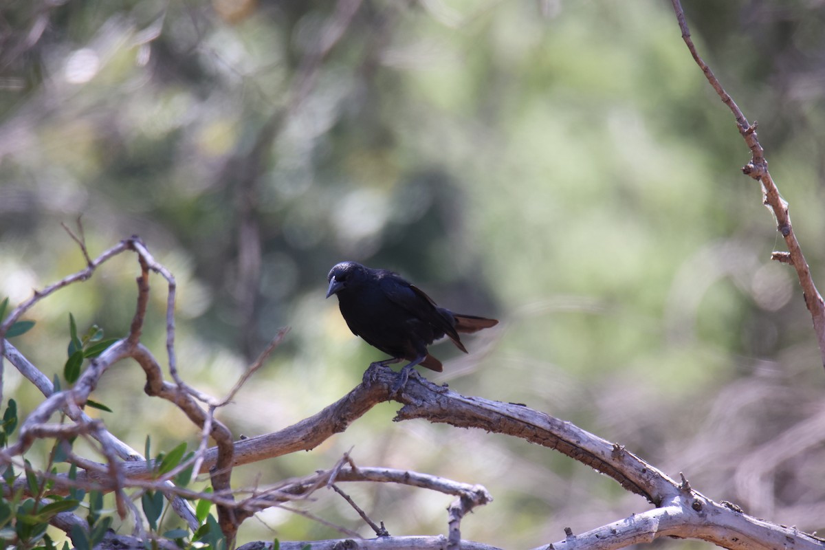 Austral Blackbird - ML645280142