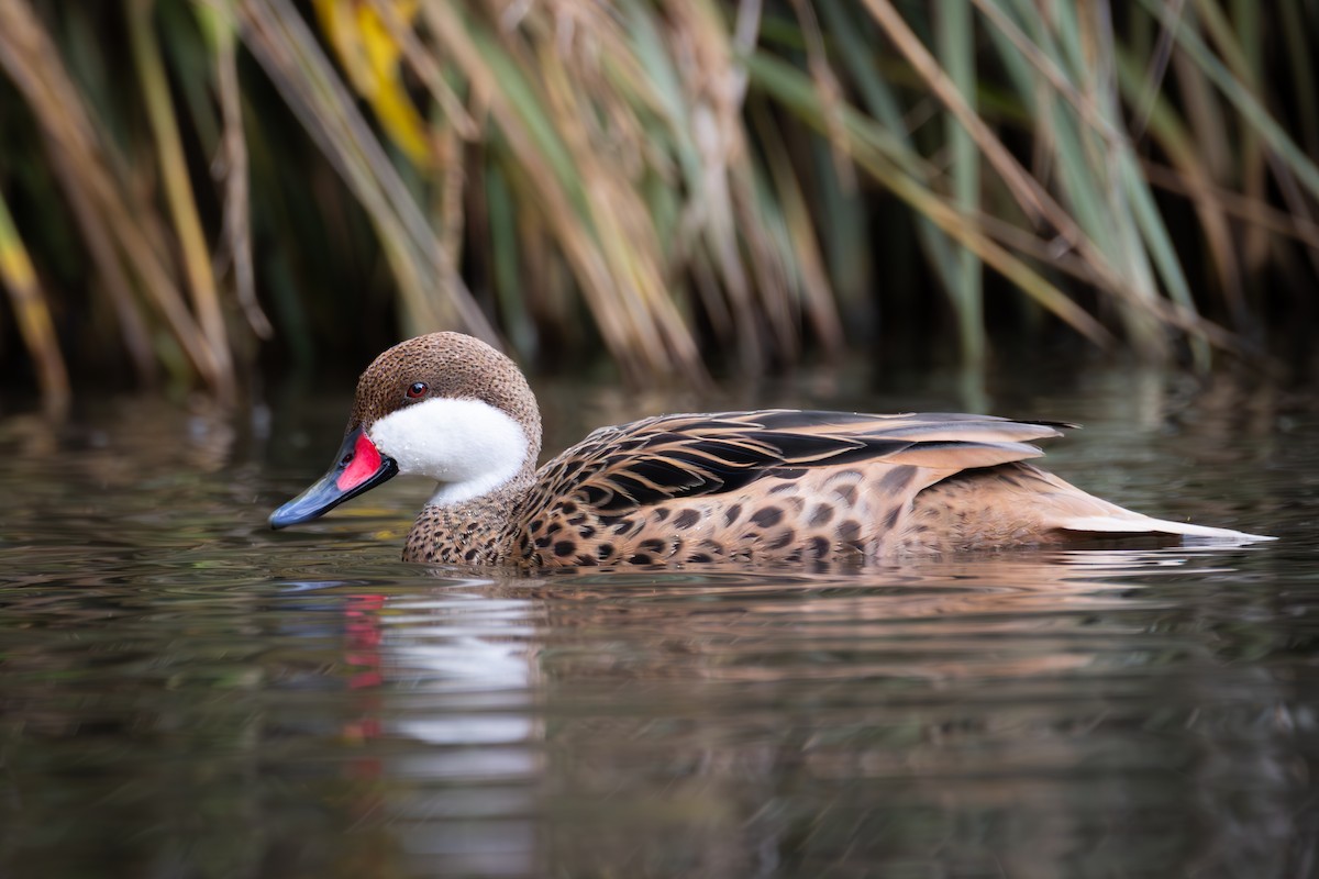 Bahamaente - ML645280144