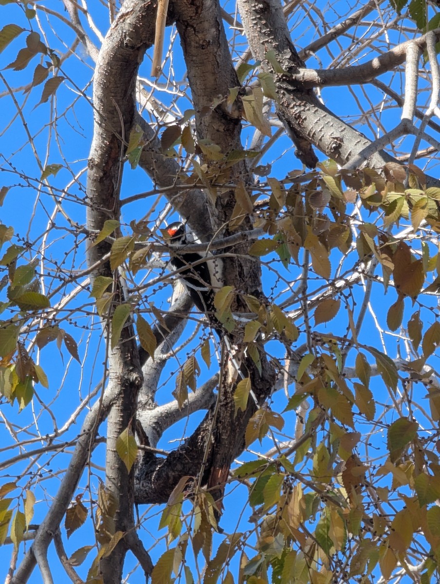 Hairy Woodpecker - ML645280145