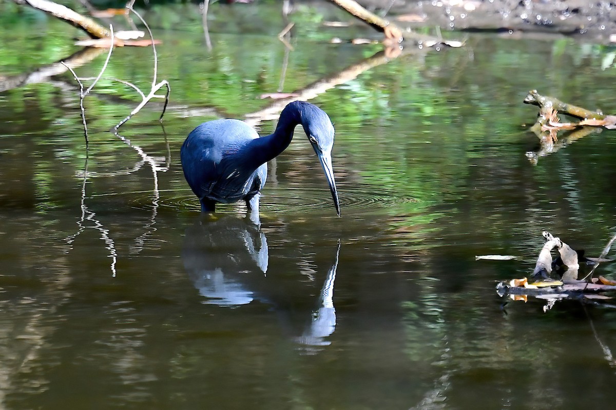 Little Blue Heron - ML645280147