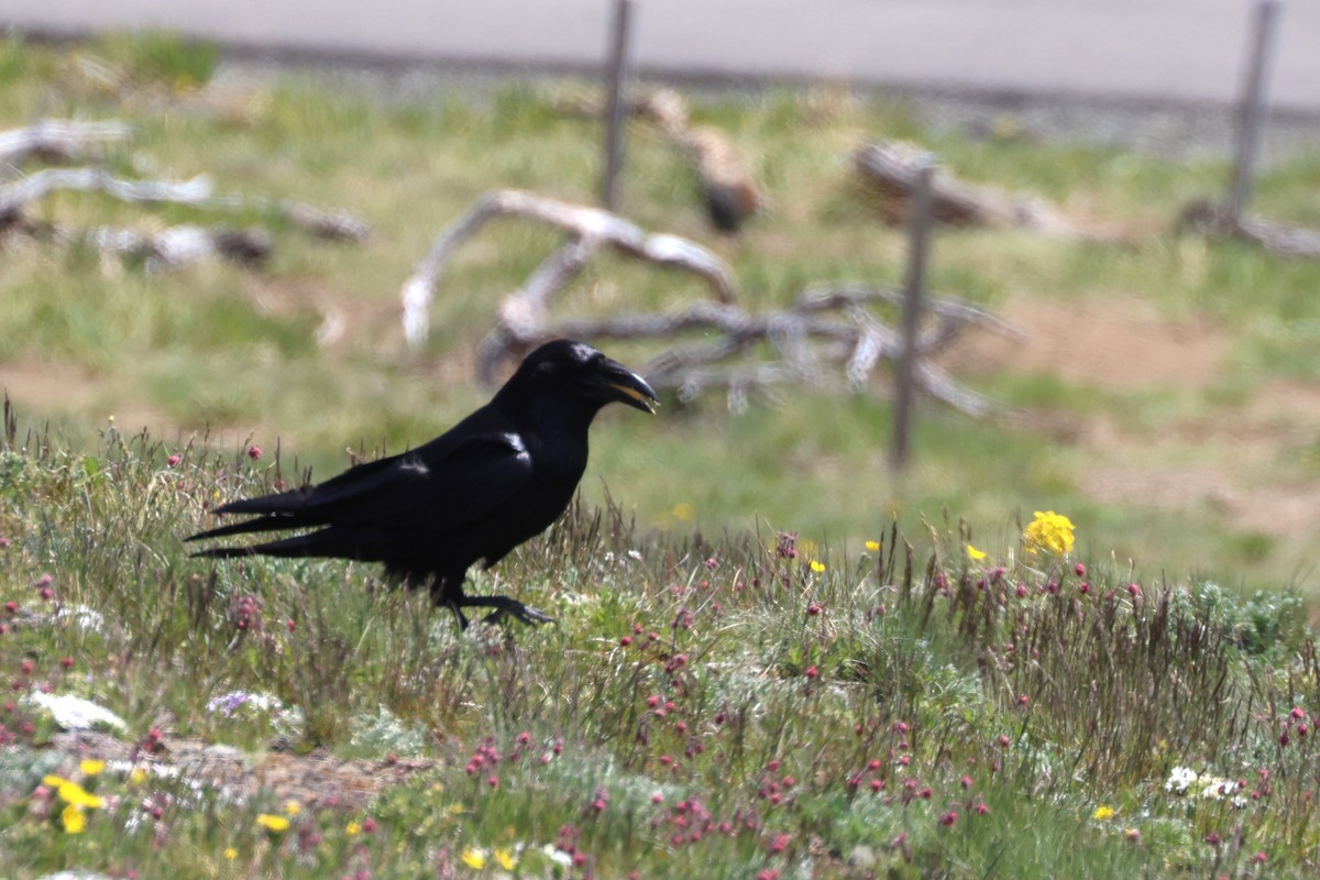 Common Raven - ML645280150