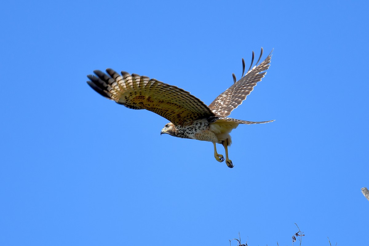 Red-shouldered Hawk - ML645280178