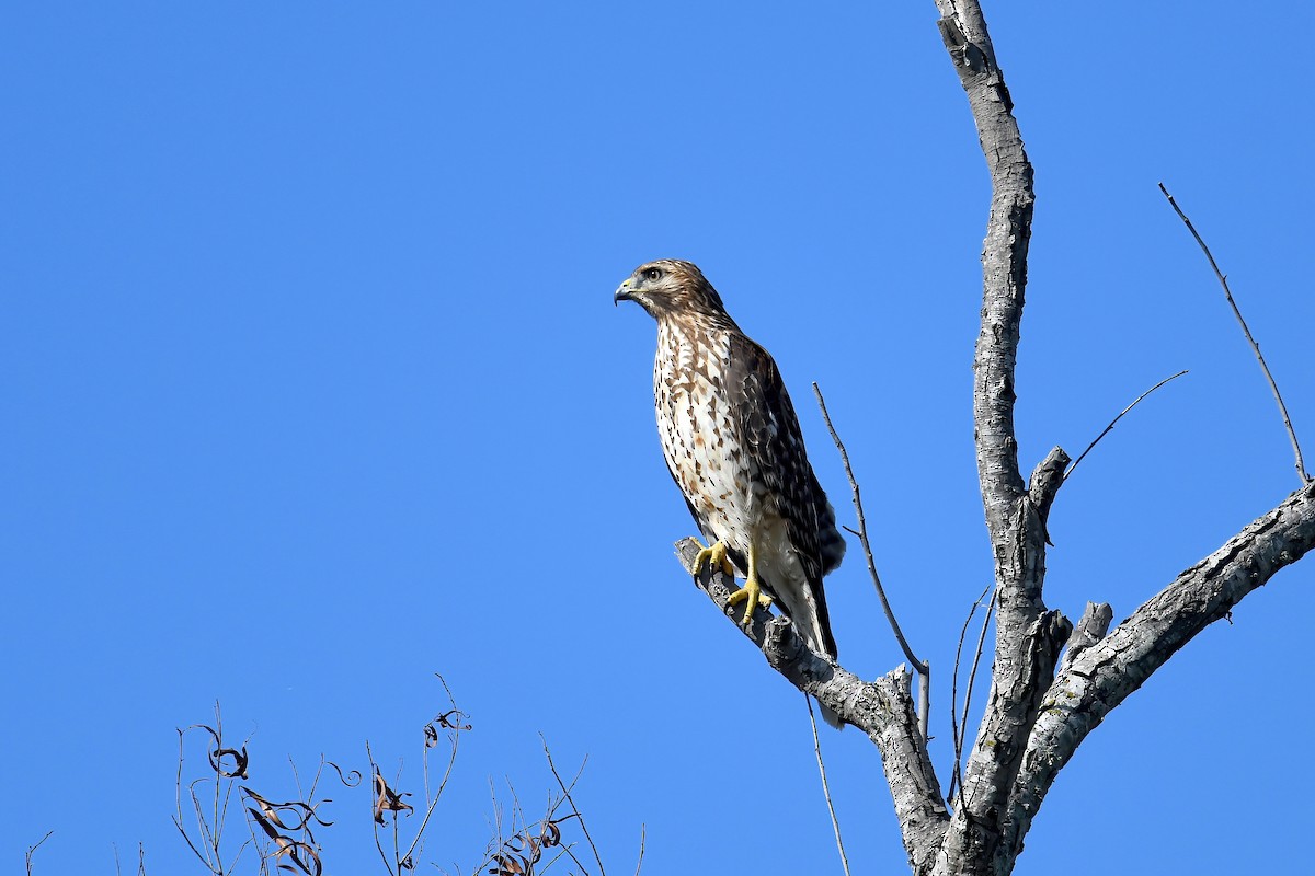 Red-shouldered Hawk - ML645280179