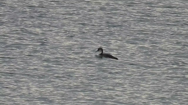 Pacific Loon - ML645280180