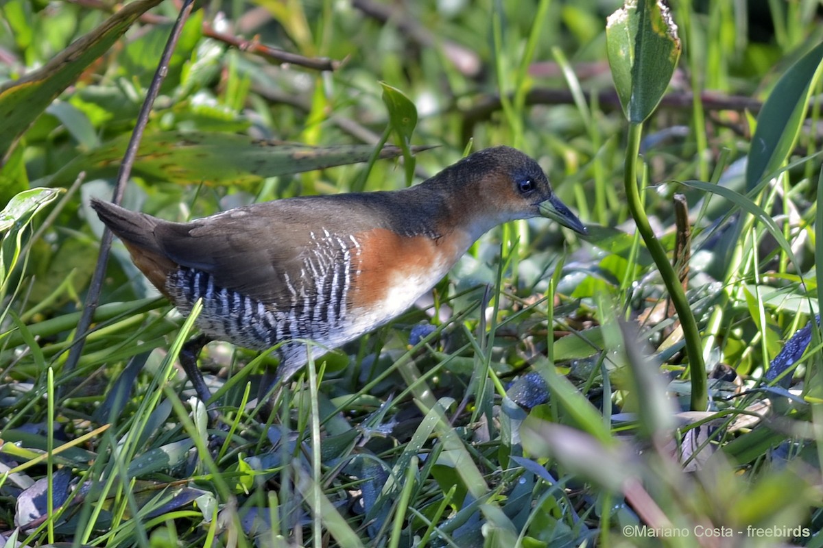Rufous-sided Crake - ML645280181