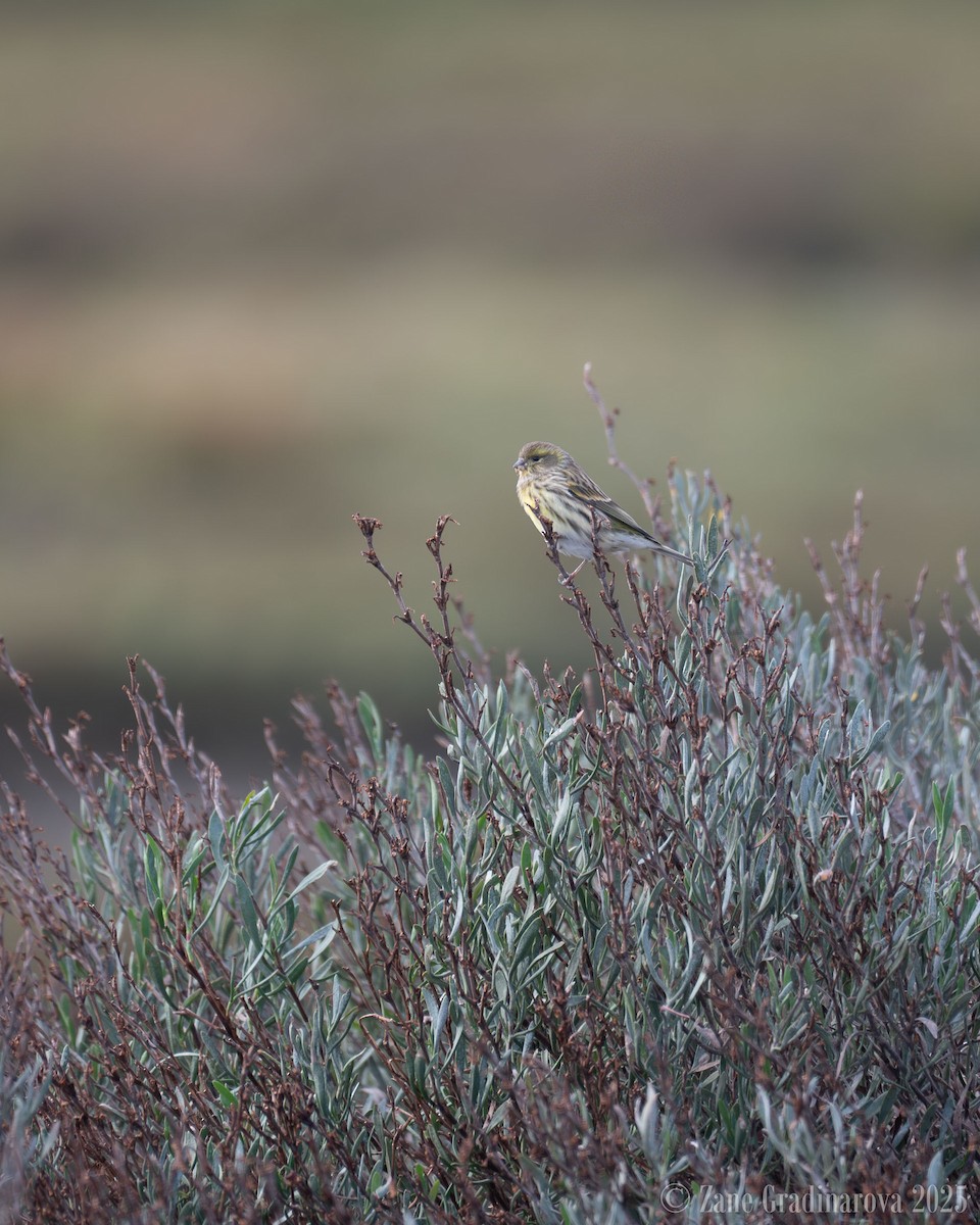 בזבוז אירופי - ML645280193