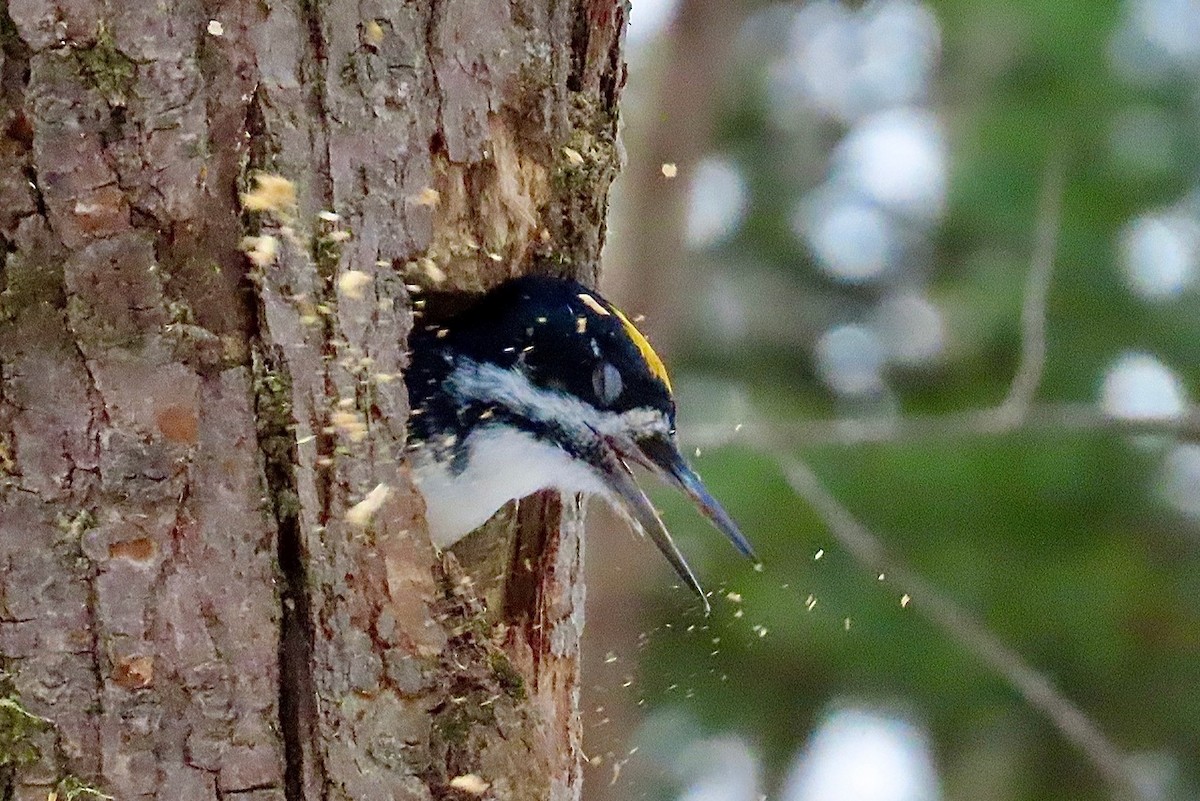 Black-backed Woodpecker - ML645280196