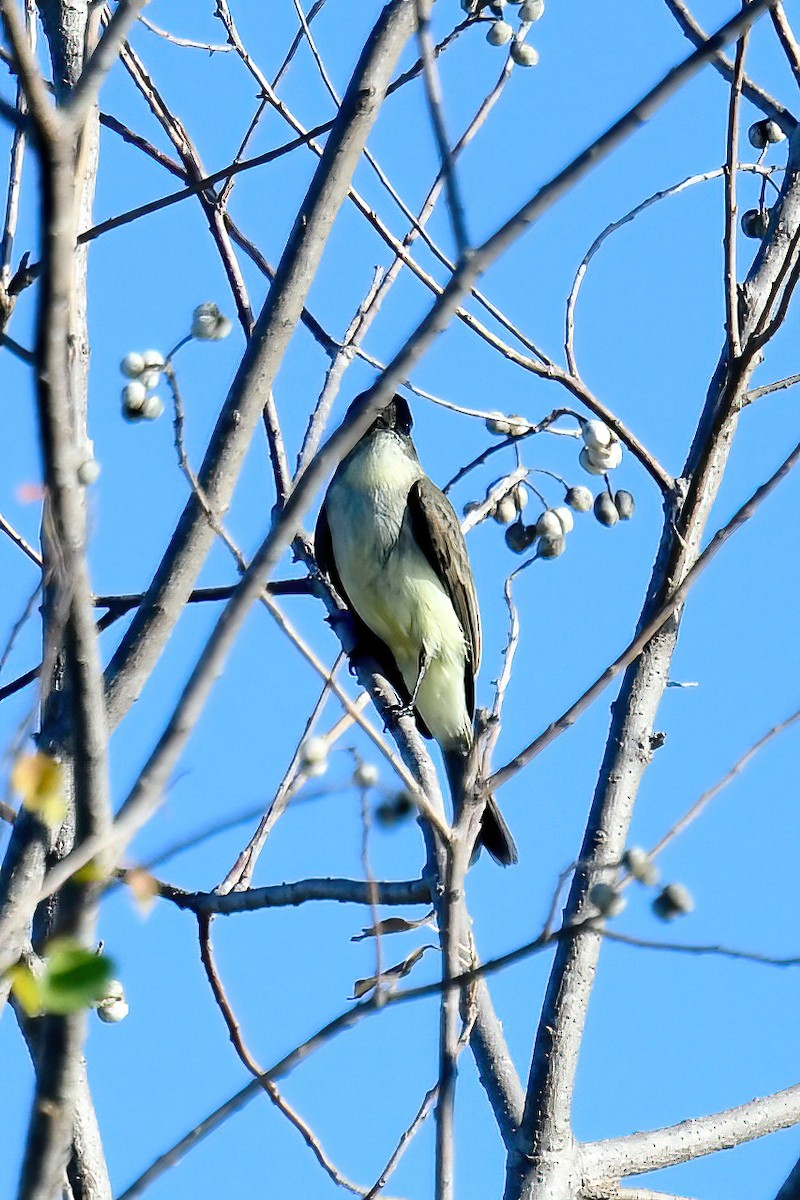 Eastern Phoebe - ML645280204
