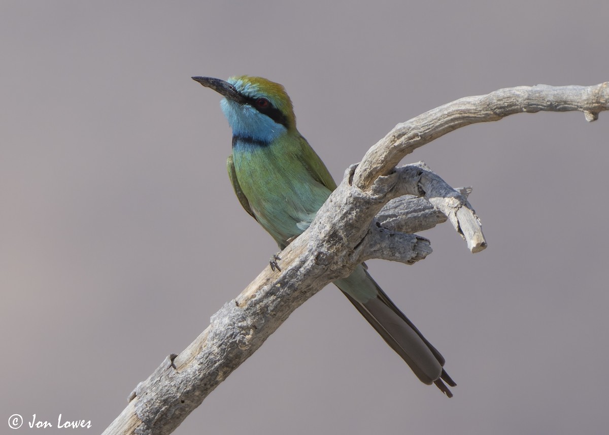 Arabian Green Bee-eater - ML645280209