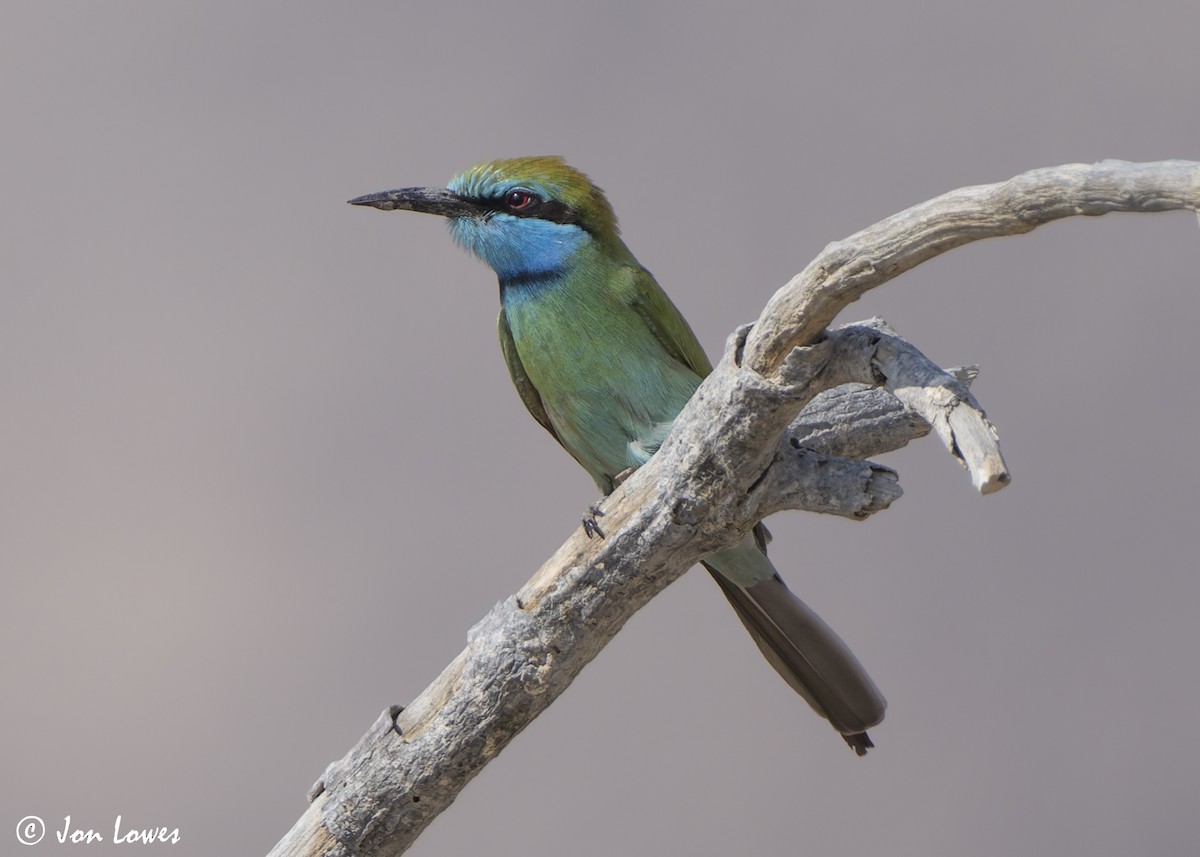 Arabian Green Bee-eater - ML645280210
