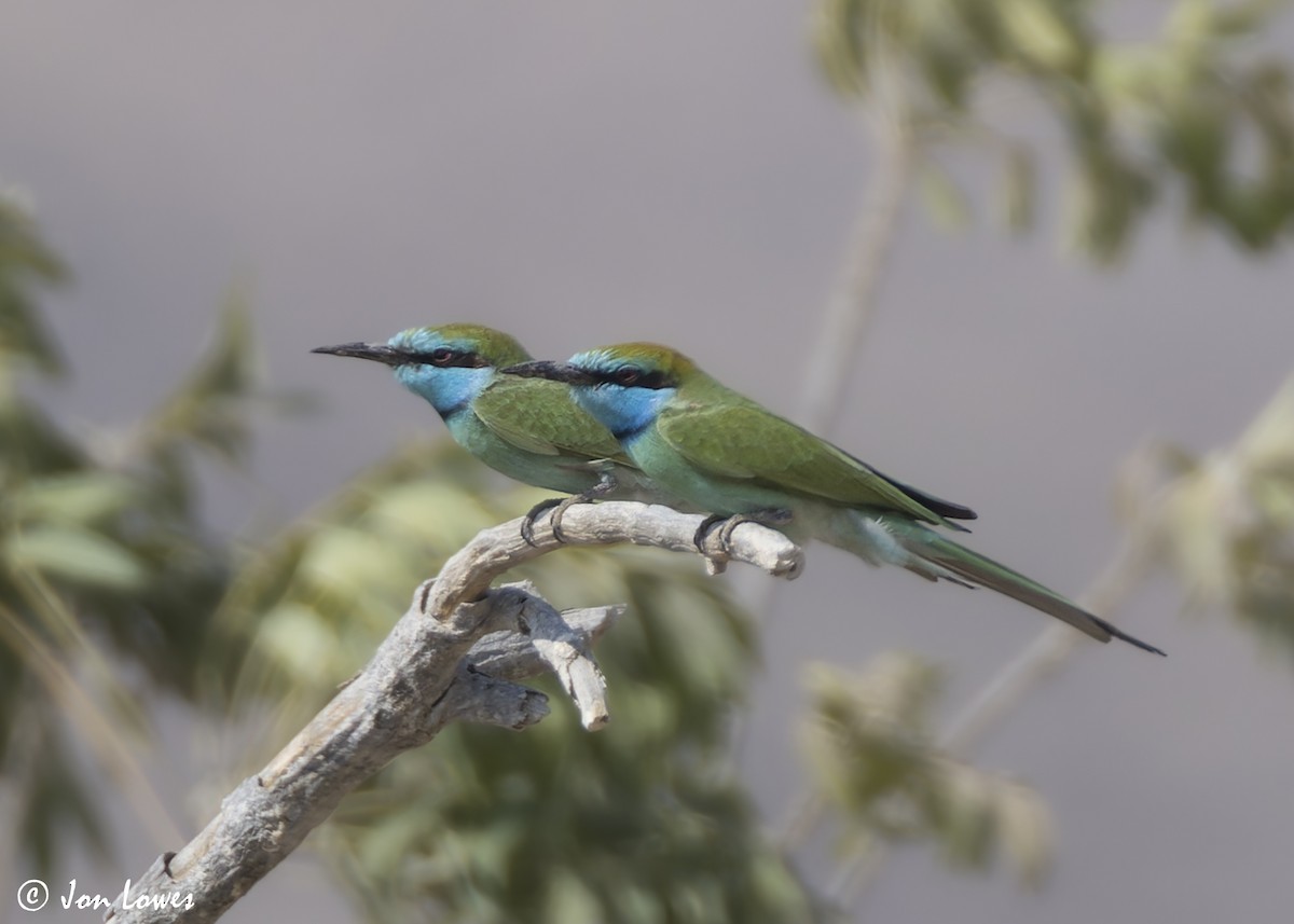 Arabian Green Bee-eater - ML645280211