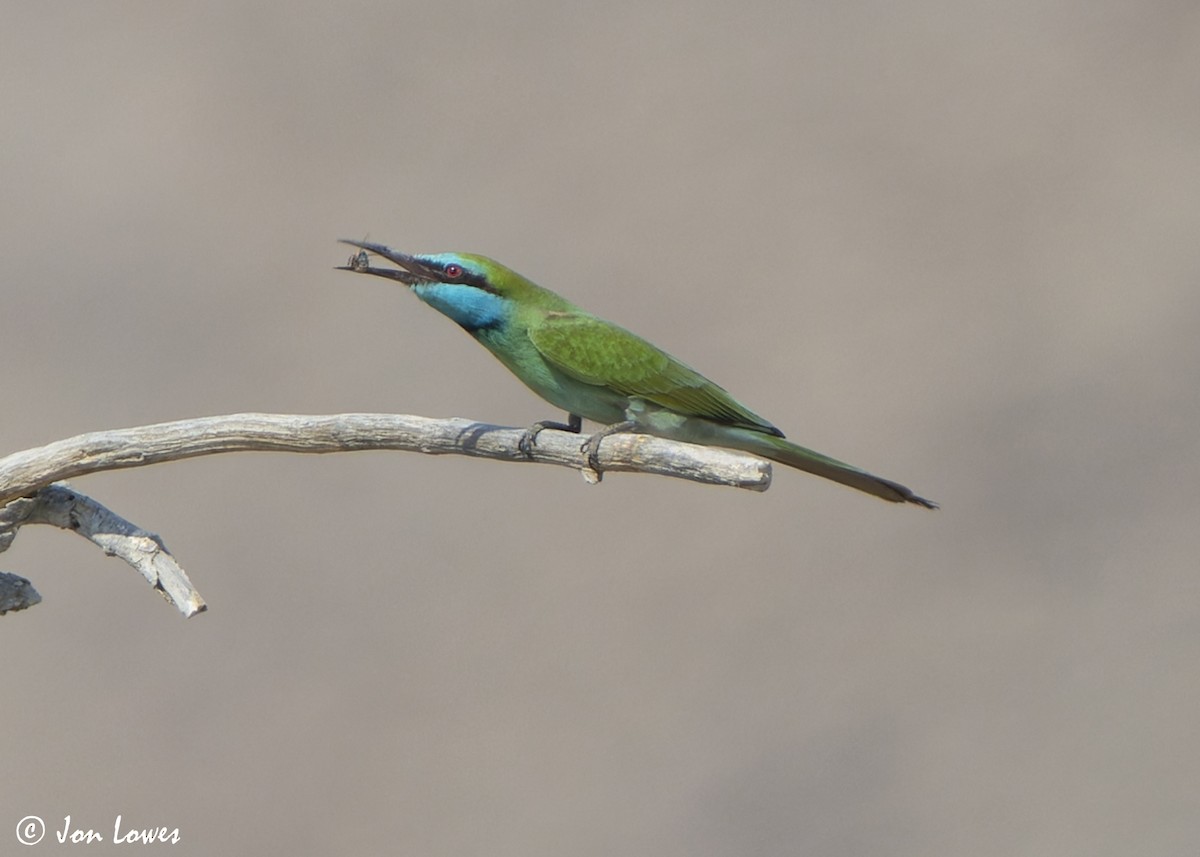 Arabian Green Bee-eater - ML645280212