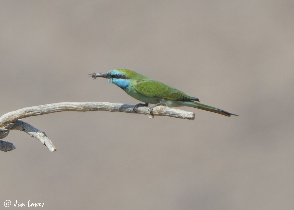 Arabian Green Bee-eater - ML645280213