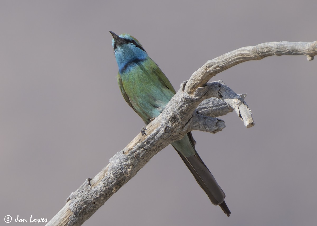 Arabian Green Bee-eater - ML645280214