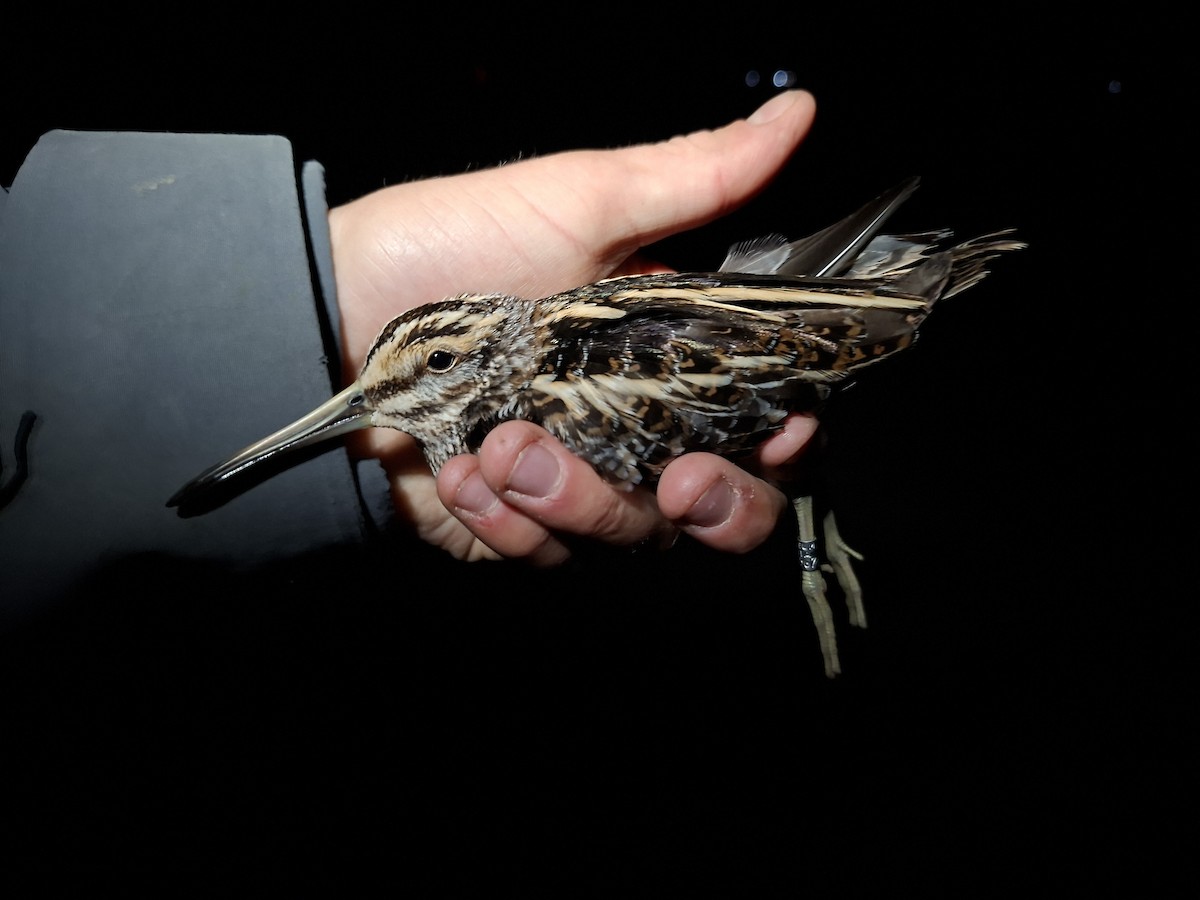 Jack Snipe - ML645280218