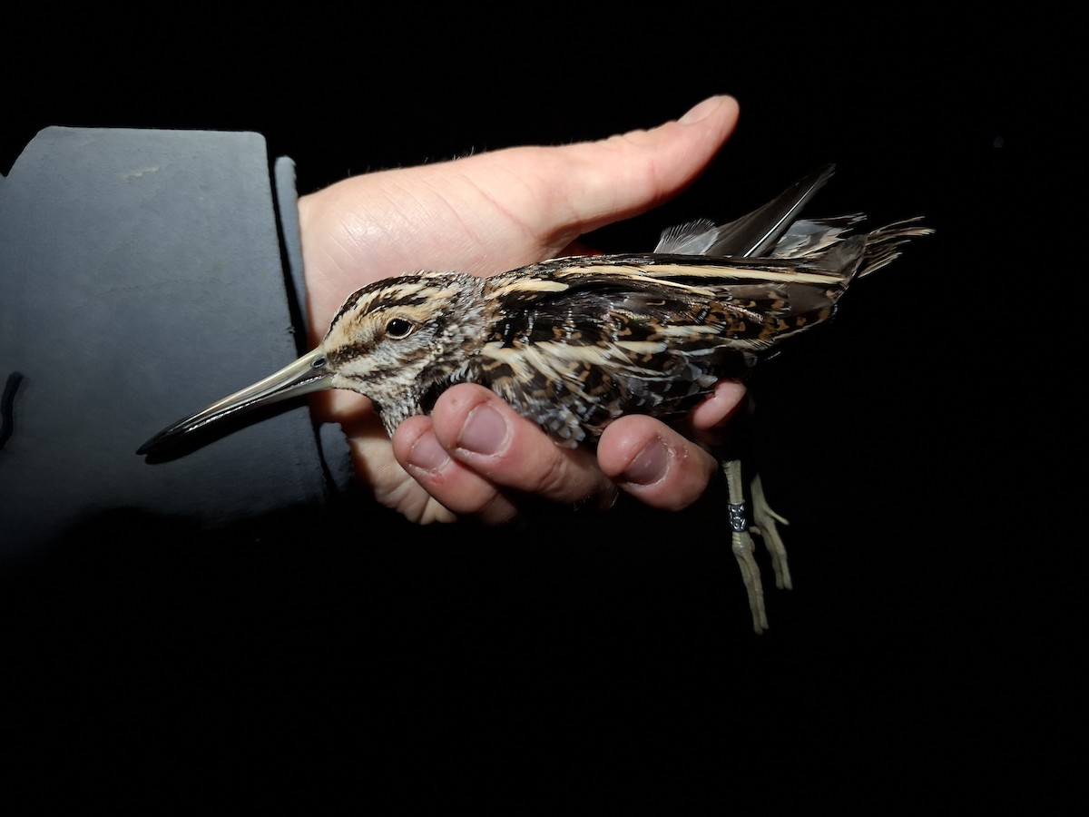 Jack Snipe - ML645280219