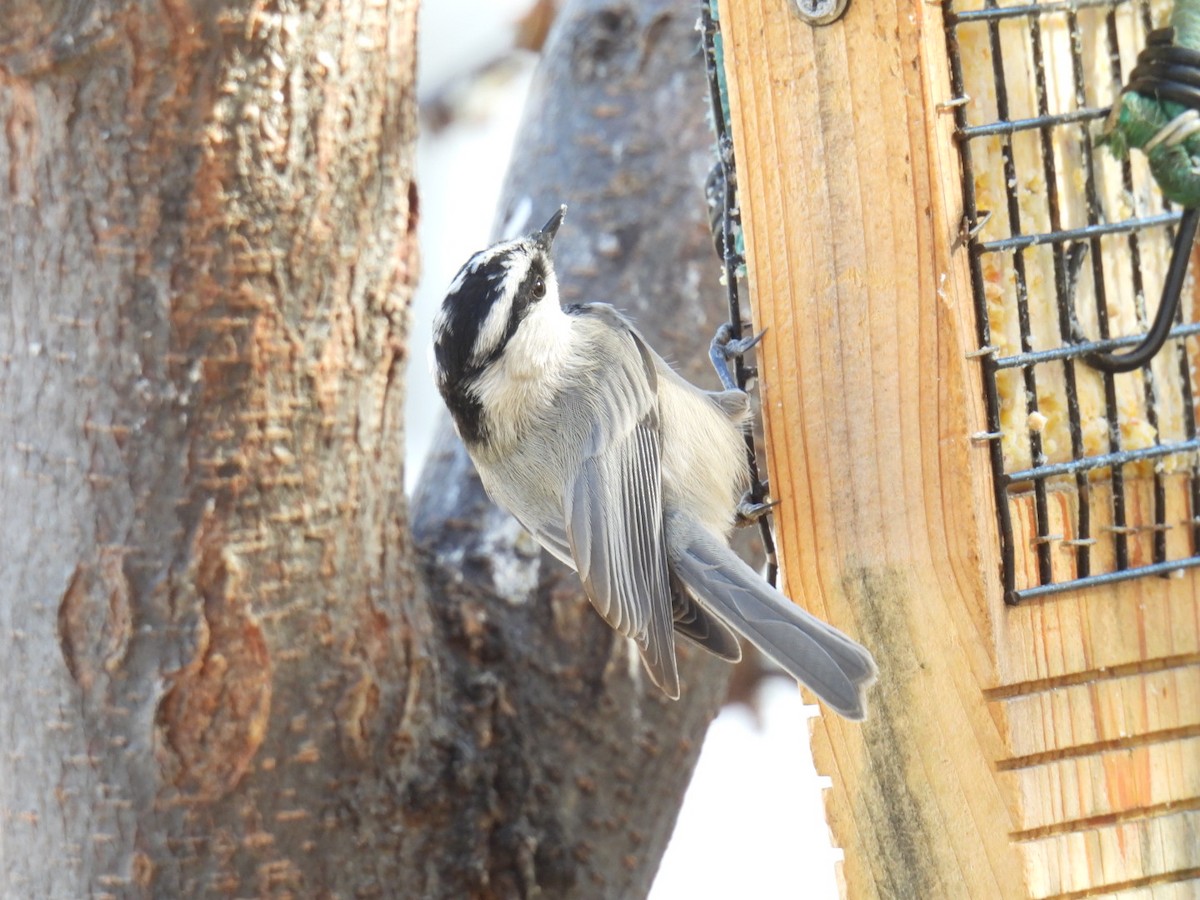 Mountain Chickadee - ML645280226