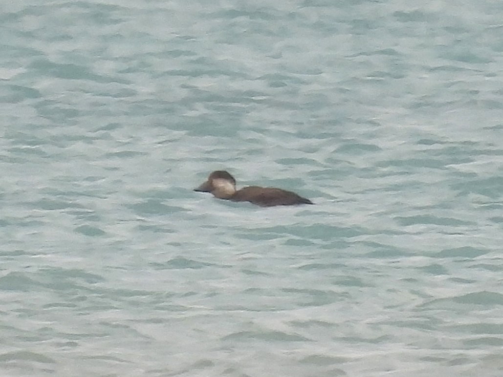 turpan žlutozobý - ML645280227