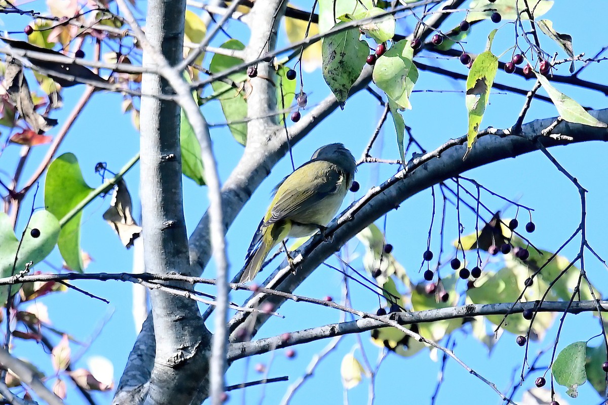 Orange-crowned Warbler - ML645280250